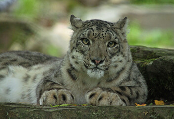 snow leopard cub