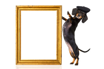 dachshund sausage dog with beret hat, isolated on white background, behind frame banner  or placard