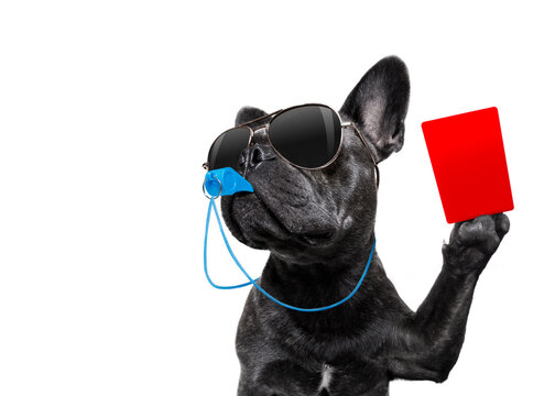 referee arbitrator umpire french bulldog dog blowing blue whistle in mouth ,showing red card,  isolated on white background