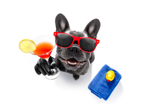 cool drunk french bulldog  dog cheering a toast with cocktail drink , looking up to owner ,ready to go on summer vacation holidays