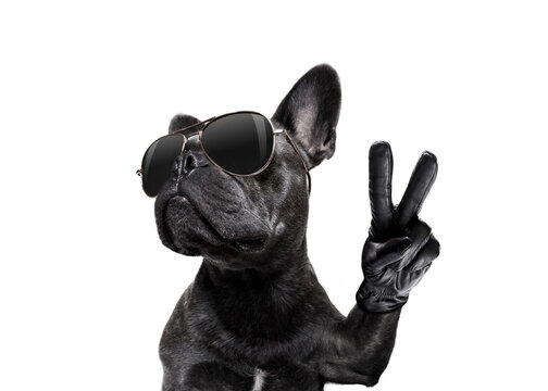 cool trendy posing french bulldog with sunglasses looking up like a model , with peace or victory fingers , isolated on white
