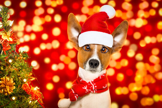 christmas  santa claus  jack russell dog with blur lights  background with  red  hat , behind  ,xmas decoration tree funny crazy silly eyes