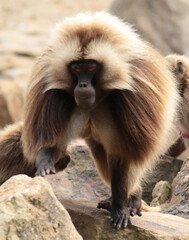 A Wildlife Photography Adventure