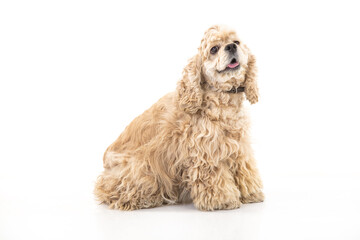 American fluffy cocker spaniel on an isolated studio background