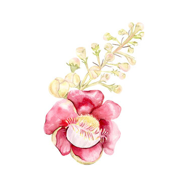 recommend clip art: cannonball tree flower
