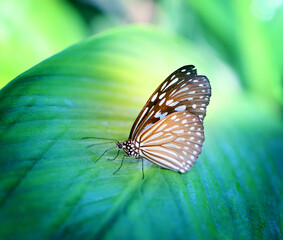Fototapeta na wymiar Bright photo of a butterfly exotic illuminated by the sun on a background of foliage
