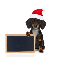 funny dachshund sausage  santa claus dog on christmas holidays wearing red holiday hat, isolated on...