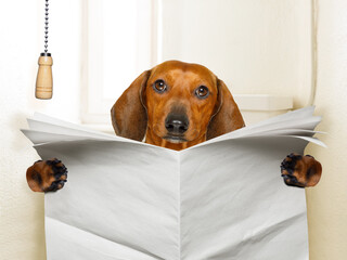 funny   sausage dachshund dog sitting on toilet and reading magazine or newspaper with...