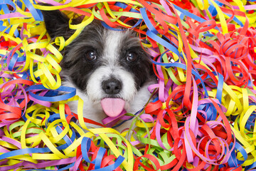 poodle dog having a party with serpentine streamers, for birthday or happy new year, sticking out...