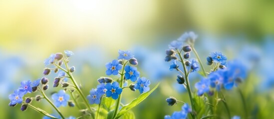 Naklejka na ściany i meble Spring or summer flowers landscape. Blue flowers of Myosotis or forget-me-not flower on sunny blurred background