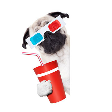 pug dog at the cinema watching the  movies  with 3d glasses isolated on white background , with soda beverage