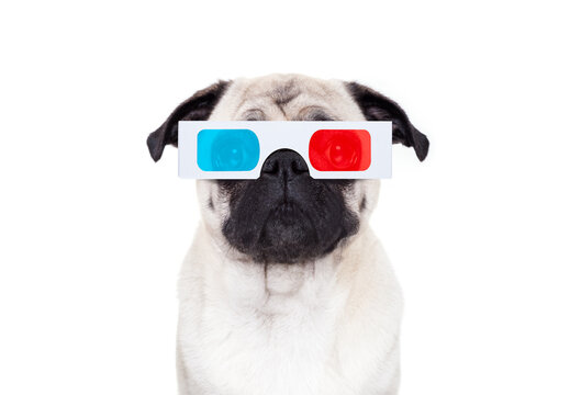 pug dog at cinema watching the  movies  with 3d glasses isolated on white background