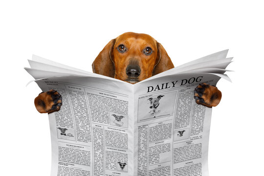 dachshund sausage dog reading a newspaper magazine , isolated on white background