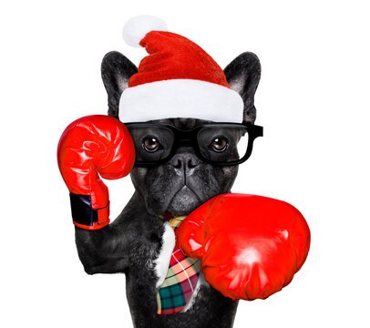french bulldog boxing dog with big red gloves businessman , manager, or secretary isolated on white background, on christmas holidays vacation with santa claus hat