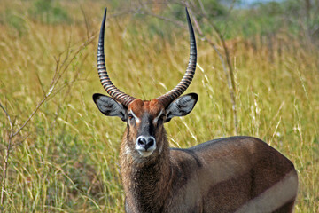 A Wildlife Photography Adventure