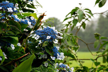 Blue and White hydrangea on the island of Sao Miguel in the Azores. On the hicking path to Cascata...
