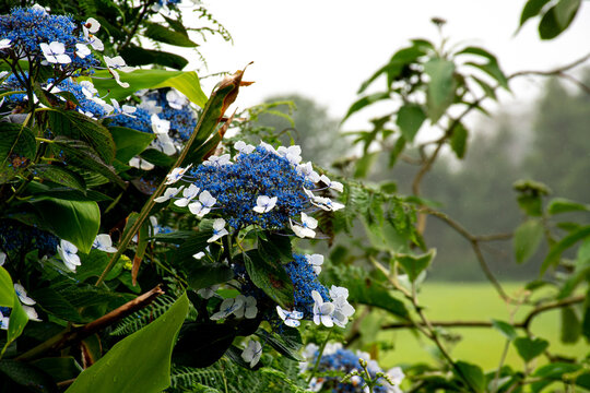 Blue and White hydrangea on the island of Sao Miguel in the Azores. On the hicking path to Cascata de Ribeira Quente waterfall 