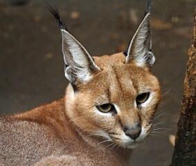 close up portrait of a lynx