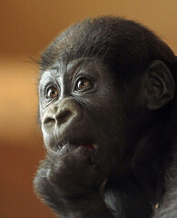 close up of a baboon