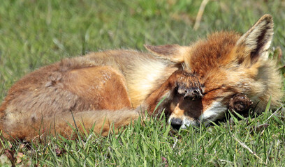 red fox in the grass