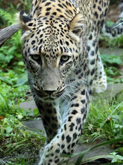 Fototapeta premium leopard in the zoo