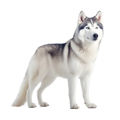 Fototapeta premium siberian husky dog