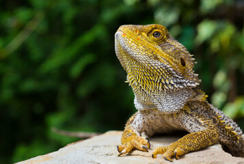 beautiful portrait of a reptile on a green natural background. bearded dragon lizard looks into the frame on a close-up.
