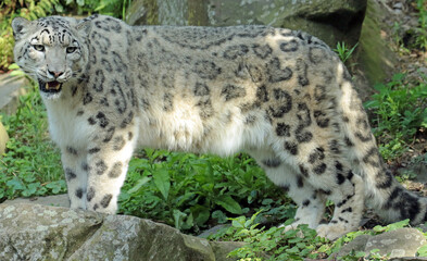 snow leopard cub