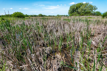 Beautiful marshes with fauna and flora in a protected area