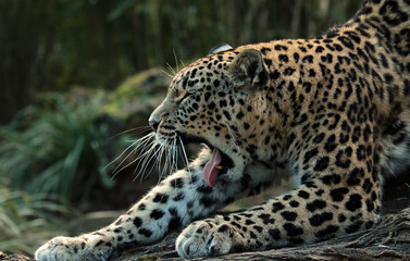 close up of leopard
