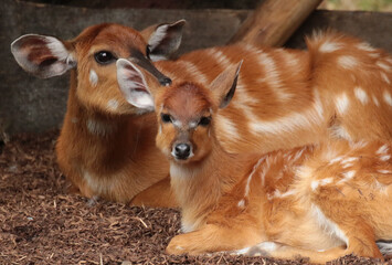 antelope on the ground