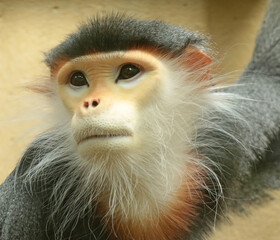 portrait of a baboon