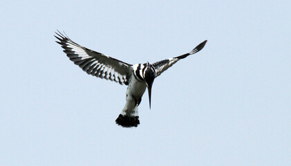 seagull in flight
