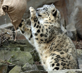 Fototapeta na wymiar snow leopard cub