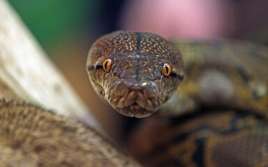 close up of a snake
