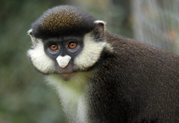 close up of a black faced monkey