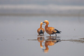 Ruddy shelduck or Tadorna ferruginea observed in Gajoldaba in Weset Bengal,India