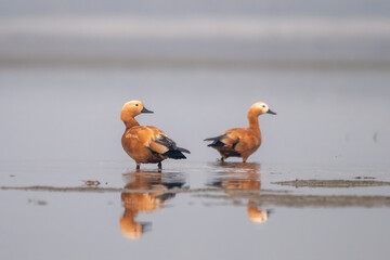 Ruddy shelduck or Tadorna ferruginea observed in Gajoldaba in Weset Bengal,India