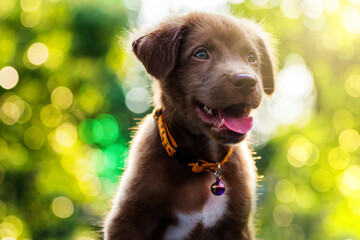 Brown Labrador Retriever puppy dog with foliage bokeh sunset light abstract