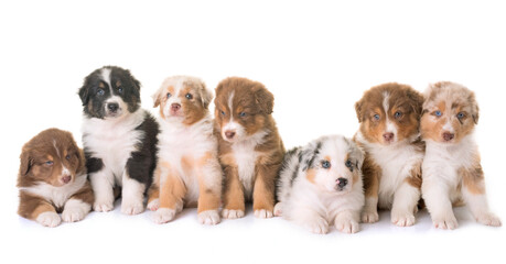 puppies australian shepherd dog in front of white background