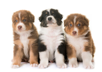 puppies australian shepherd dog in front of white background