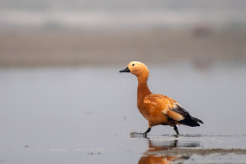 Ruddy shelduck or Tadorna ferruginea observed in Gajoldaba in Weset Bengal,India