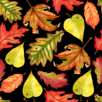 Seamless watercolor pattern with red, yellow and green-yellow autumn leaves on black background. Endless artwork hand-drawn. Floral wallpaper autumn plant forest