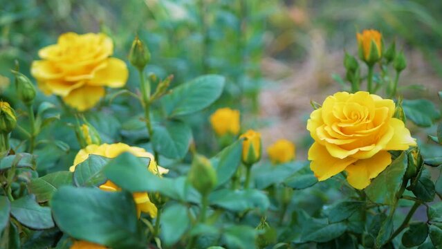 Yellow roses in the garden close-up, selective focus