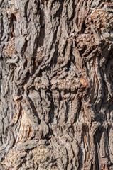 Rough tree bark texture
