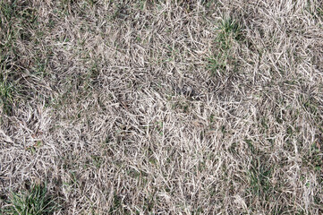 Dry grass texture on the ground