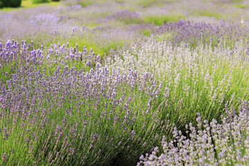 Fototapeta premium Close-up of lavender bushes, selective focus. Purple lavender flowers in sunlight. Lavender field