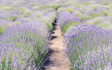 Fototapeta na wymiar Scenic view of the lavender field on a sunny day. Beautiful lavender field with long purple rows. Lavender, flowers close-up on a blurred background