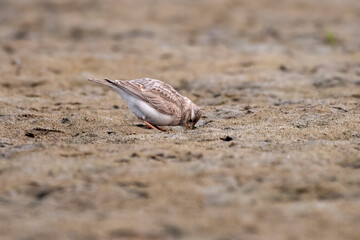 Sand lark or Alaudala raytal observed in Gajoldaba in West Bengal, India