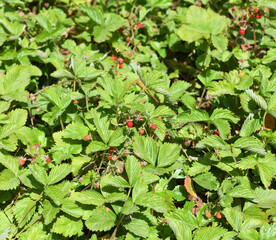 Fragaria vesca, commonly called wild strawberry, woodland strawberry, Alpine strawberry, Carpathian strawberry or European strawberry